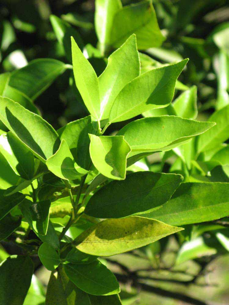              Sun leaves (Winter Haven, FL)       